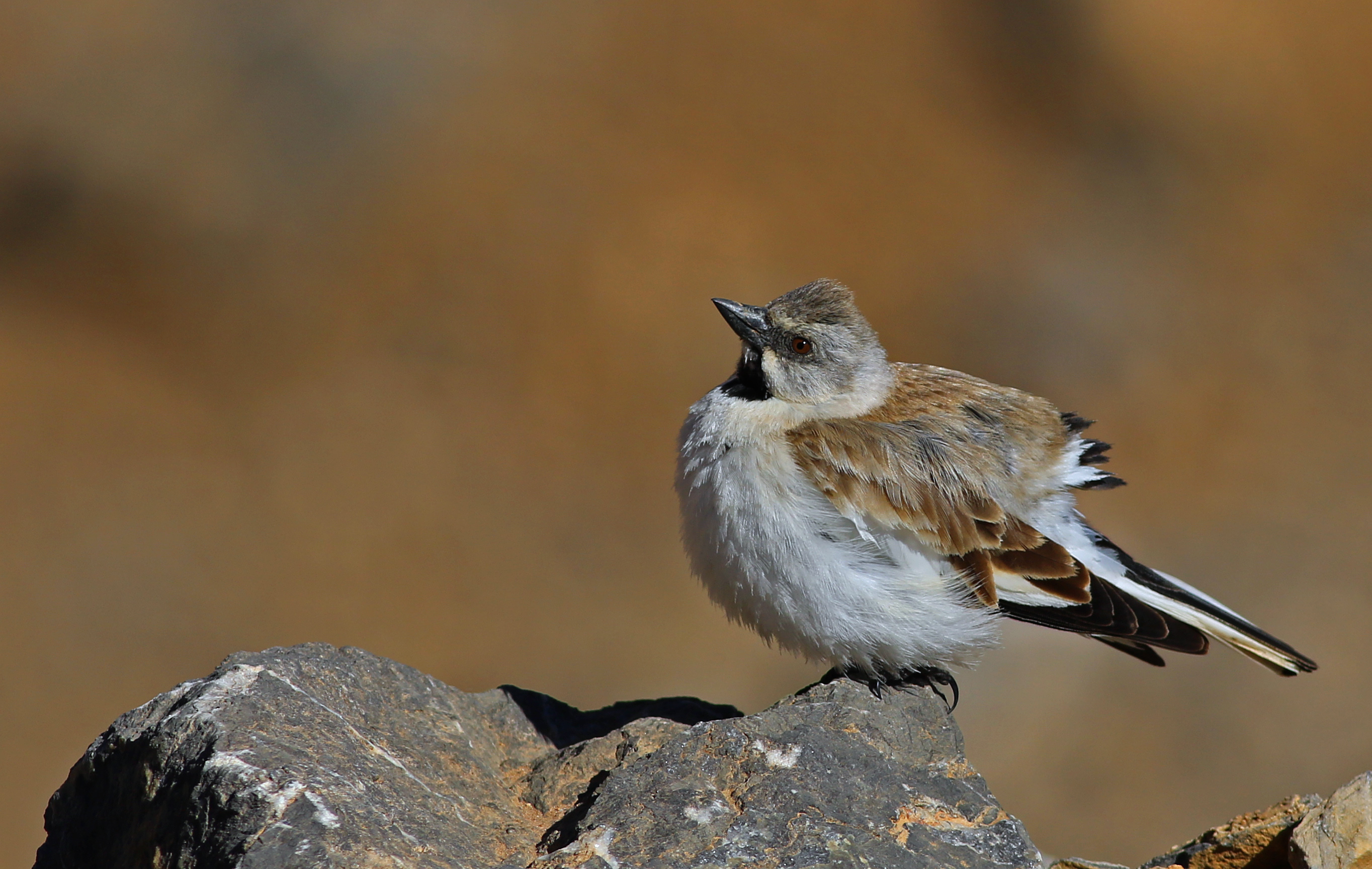 White-winged Snowfinch